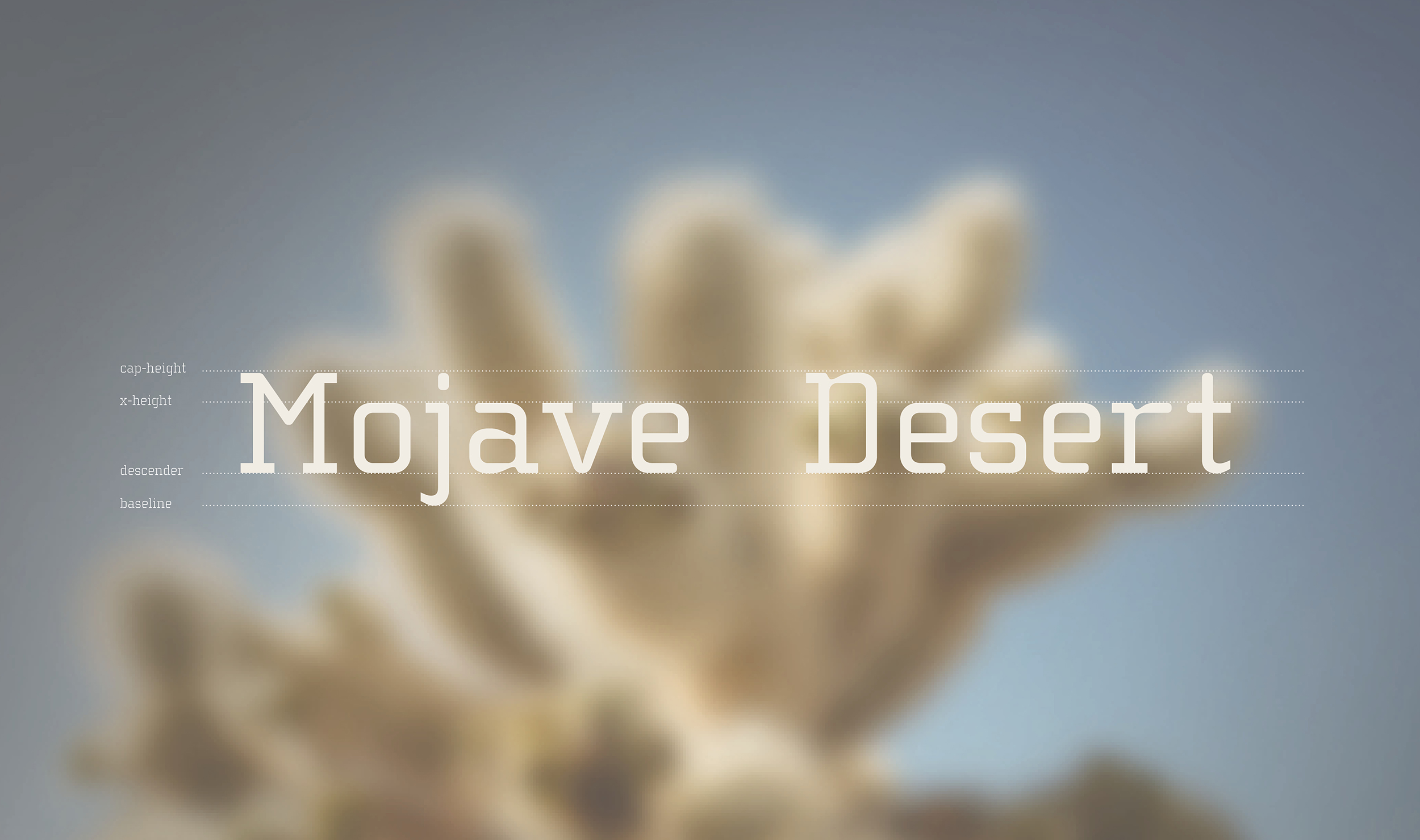 Cholla Attributes